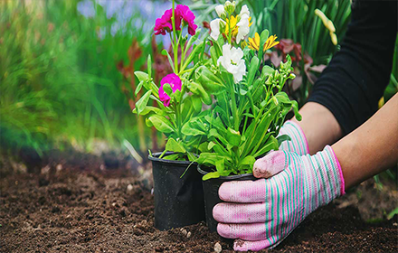 زراعة الورود والنباتات